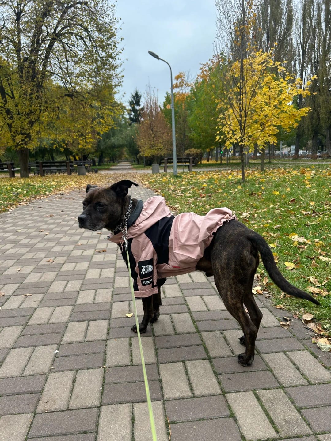 Customer photo review of Cute Waterproof Dog Raincoat Jacket S-5XL Small to Large | Dog Clothes