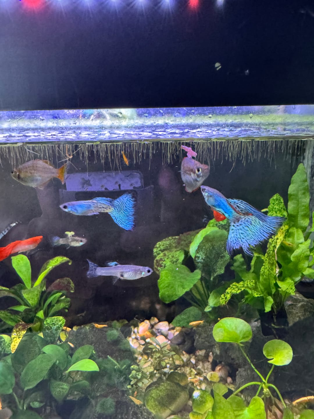 Customer photo review of Blue Grass Fancy Guppy Fish