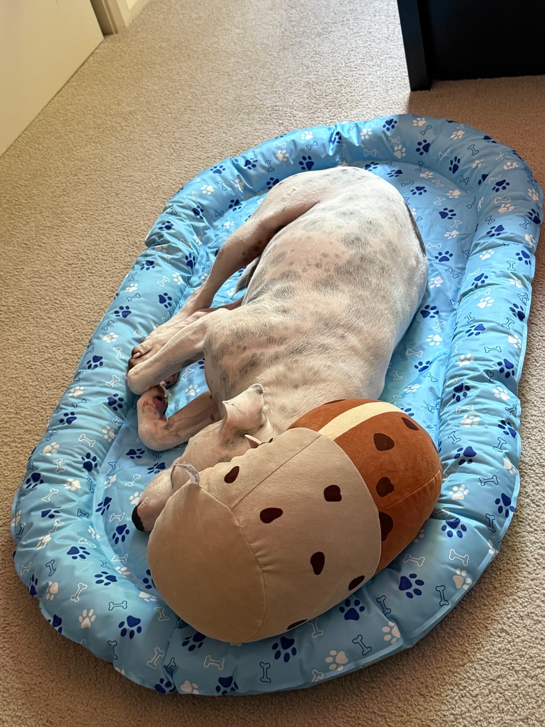 Customer photo review of Pet Cooling Mat Dog Cat Gel Non-Toxic Bed Pillow Self-cool Summer Ice Pad