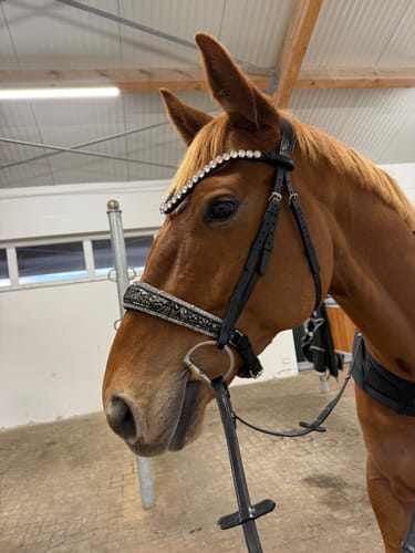 Customer photo review of Trense „Silver Lace“ – 4 Reihen Crystal Rocks & edles Lace-Design