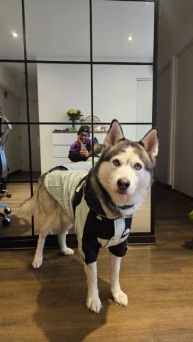 Customer photo review of Cute Waterproof Dog Raincoat Jacket S-5XL Small to Large | Dog Clothes