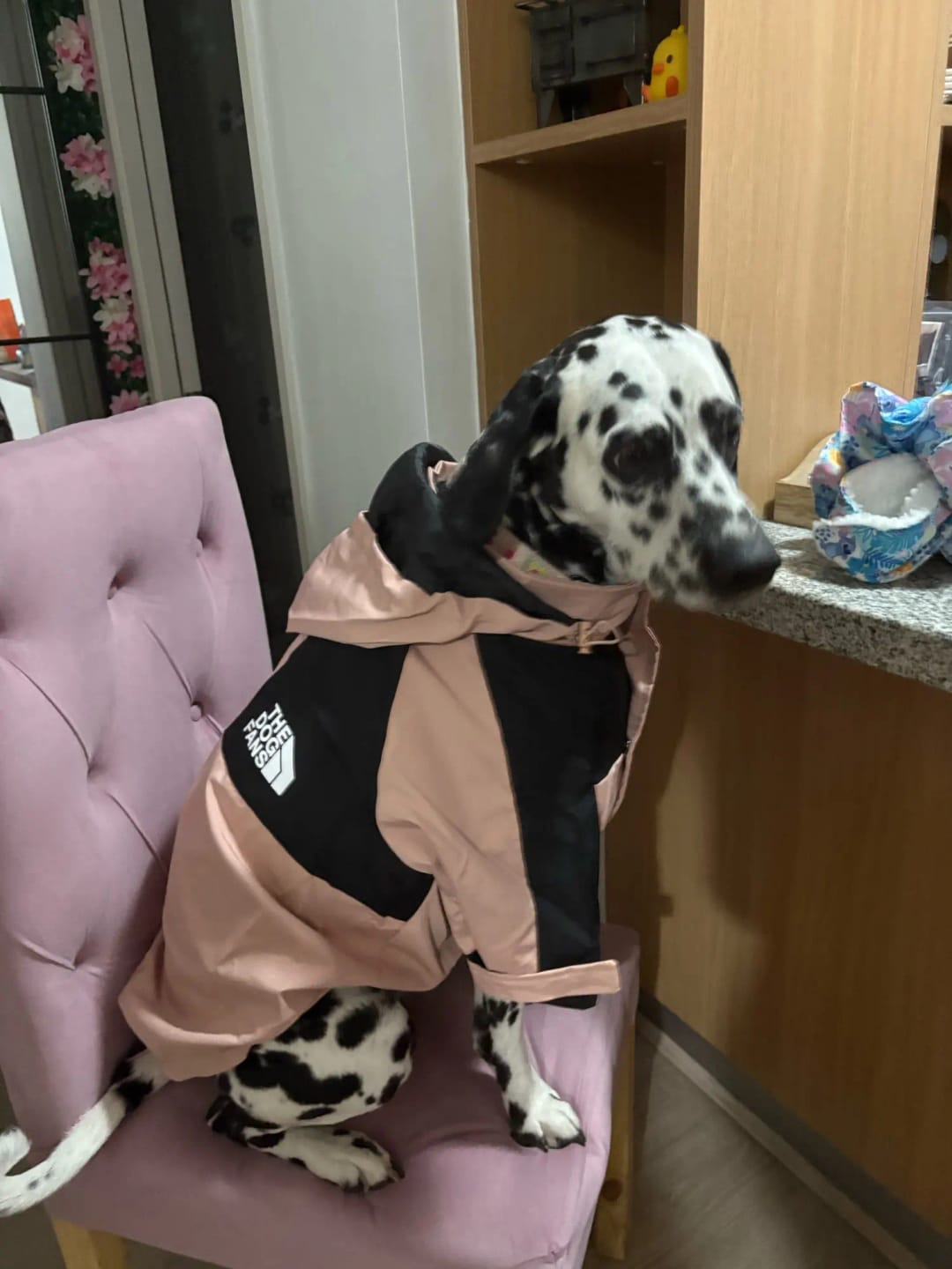 Customer photo review of Cute Waterproof Dog Raincoat Jacket S-5XL Small to Large | Dog Clothes