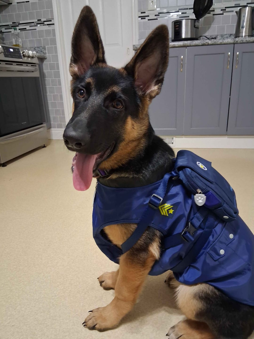 Customer photo review of Dog Backpack (Chase)