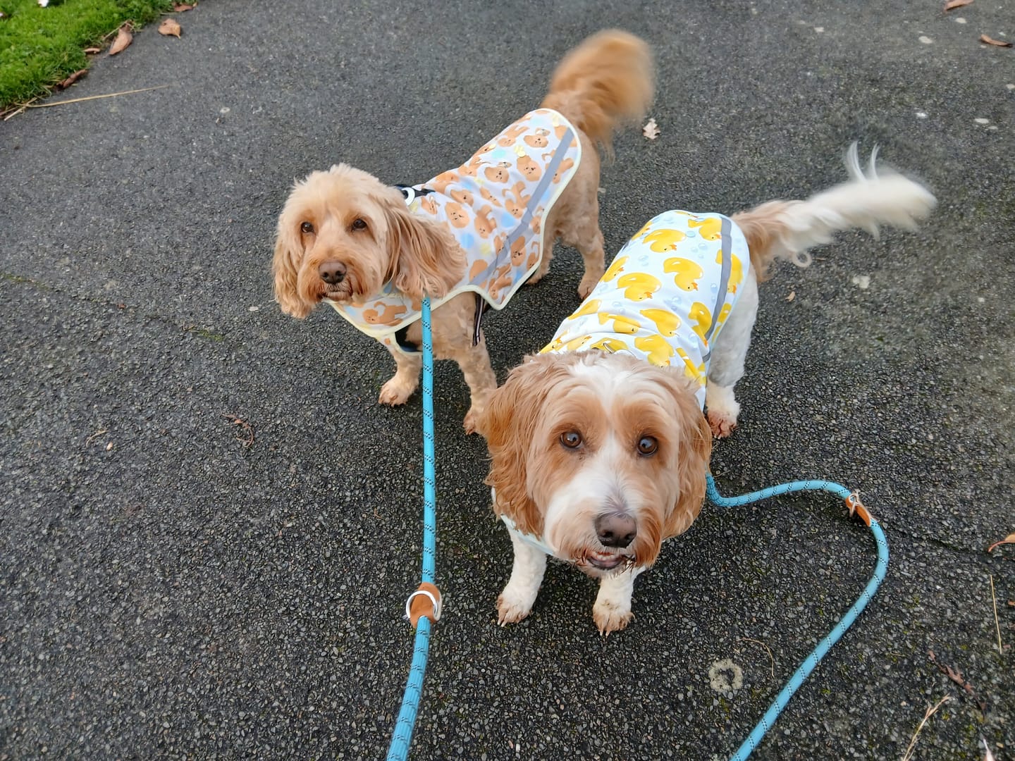 Customer photo review of Rain Jacket - Curly Club