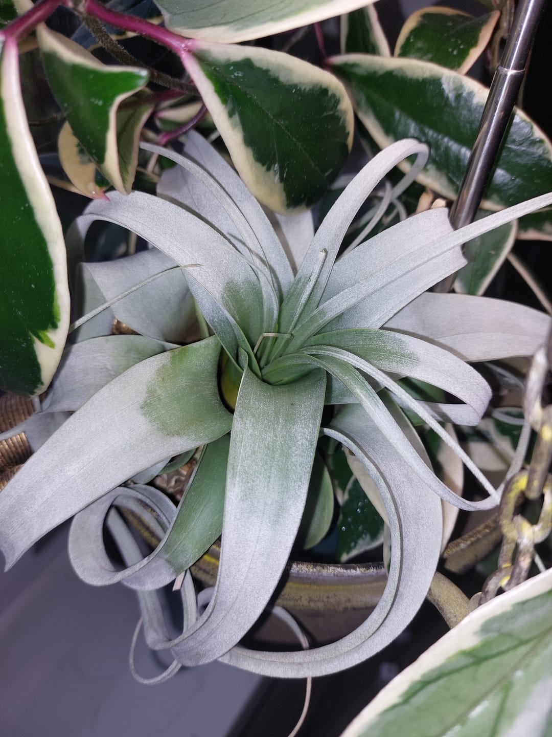 Customer photo review of Tillandsia xerographica 'Bonsai'