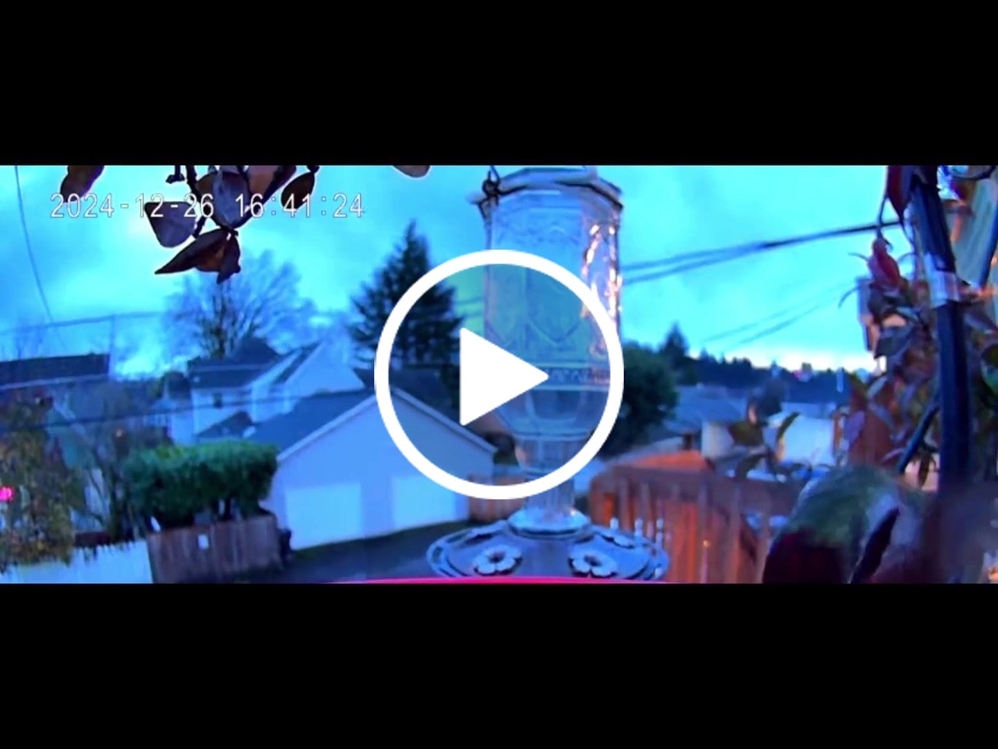 Customer video review of Smart Hummingbird Feeder