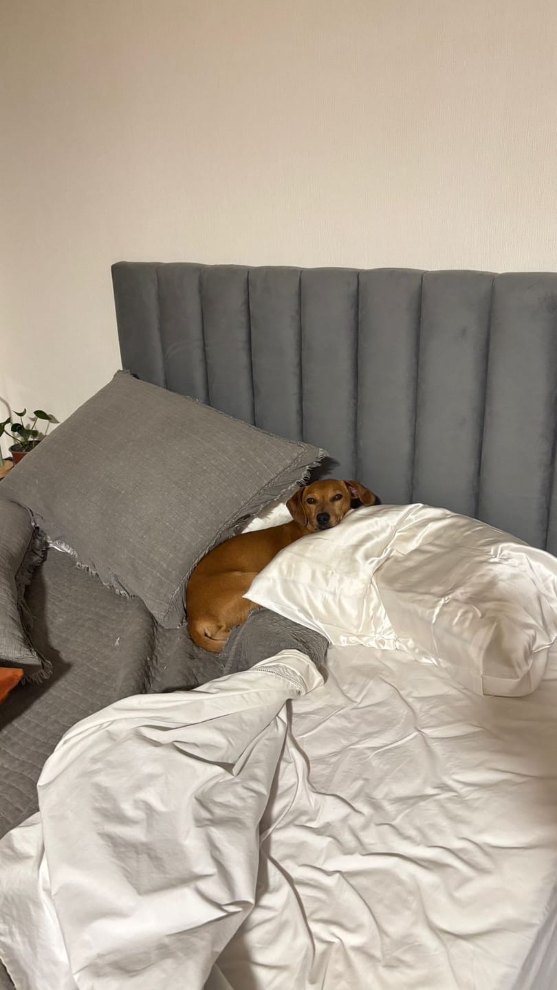 Customer photo review of PACK DE 2 FUNDAS DE ALMOHADA DE SEDA NATURAL IVORY