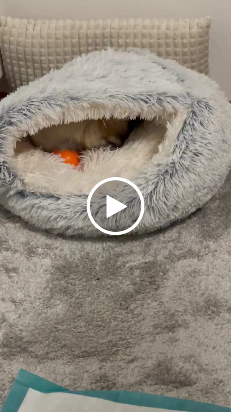 Customer video review of CozyCave™ luolapeti koiralle