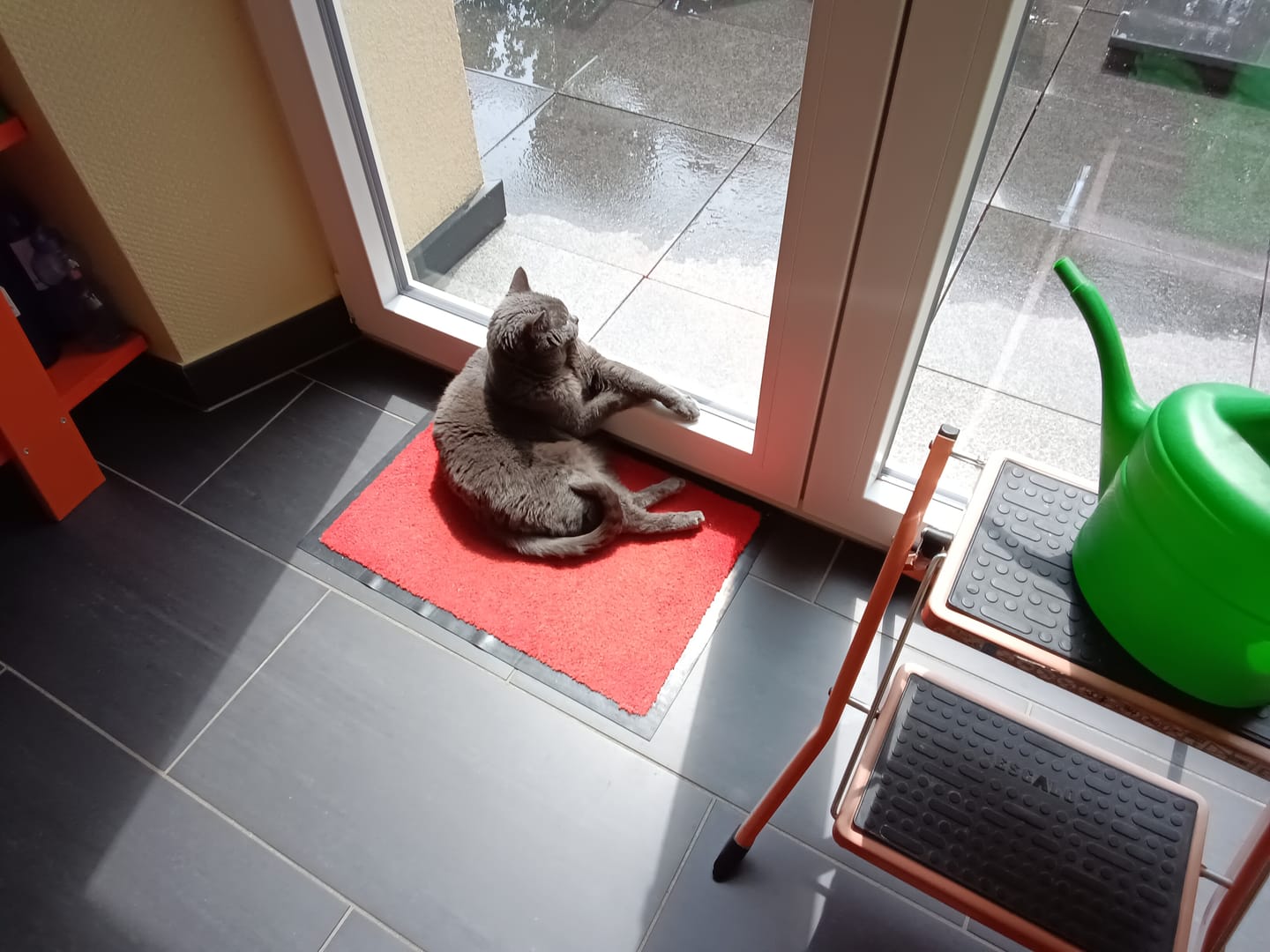Customer photo review of Multipack d'effilés (Chat stérilisé et Chat adulte)