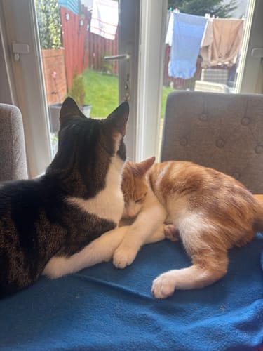 Customer photo review of 1 Month Supply – 2 Cat