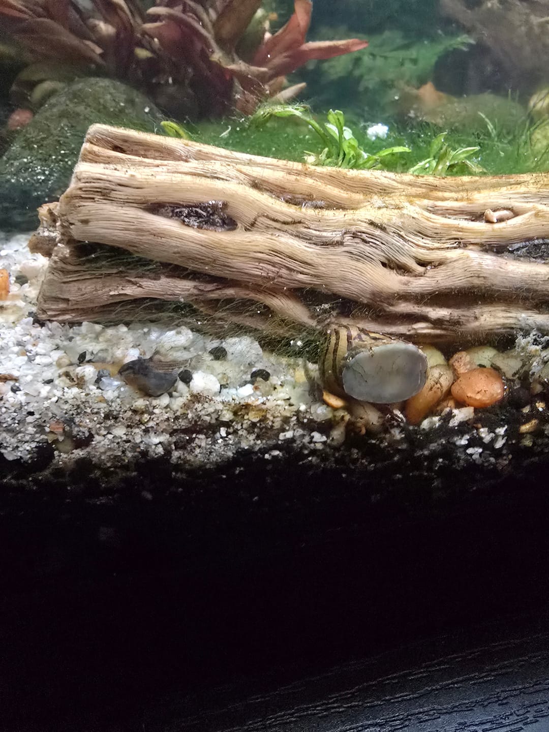Customer photo review of Nerite Snail Bundle | Saving Pack