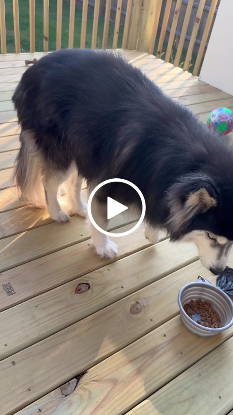 Customer video review of KING KALM 600mg CBD with Copaiba, Krill Oil and DHA for Dogs & Cats