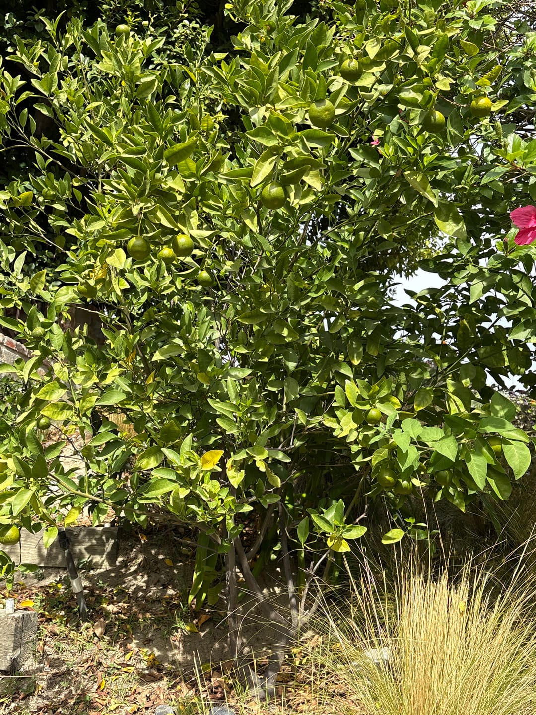 Customer photo review of Ancient Soil: Organic Living Soil for Thriving Plants