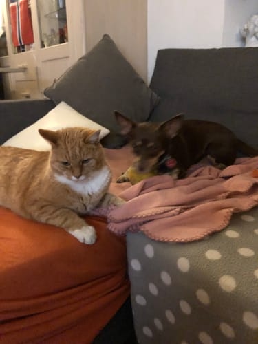 Customer photo review of Frischfutter für Energiebedarf von 376 kCal/Tag