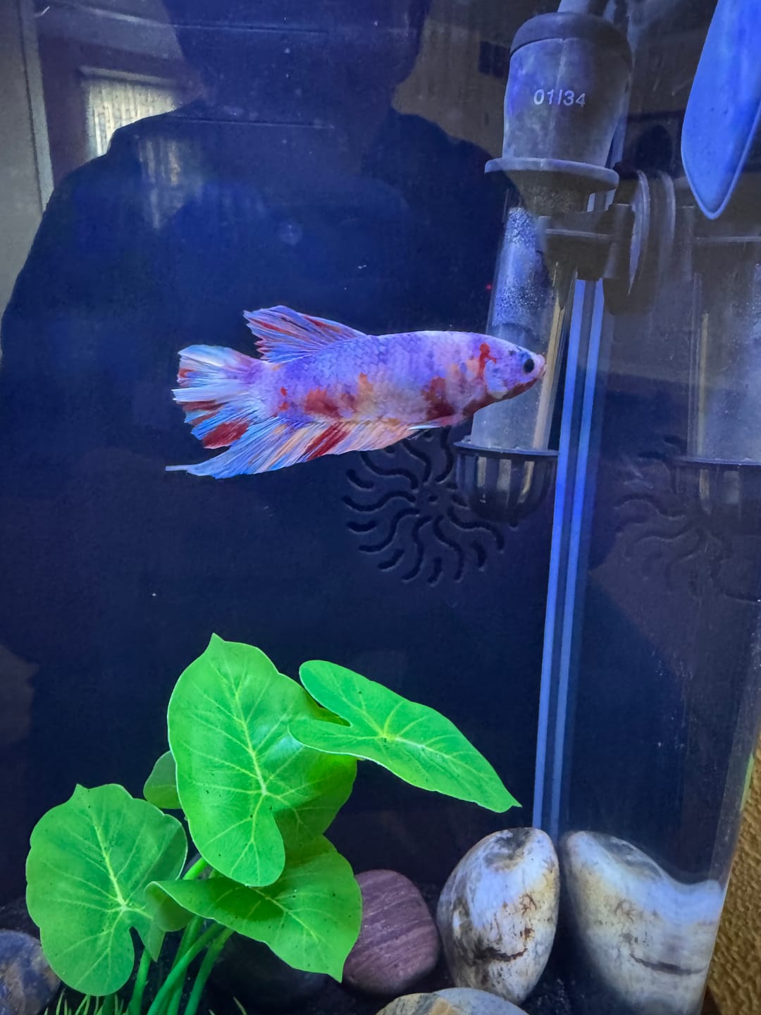 Customer photo review of Multicolor King Giant Plakat Male Betta Fish | Mystery Betta