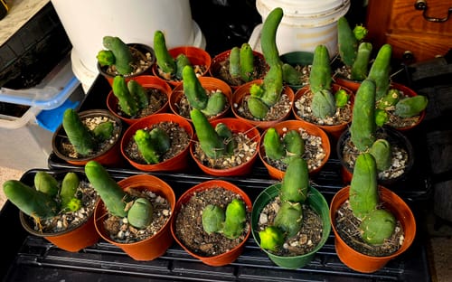 Customer photo review of Trichocereus Bridgesii Monstrose | Short Form | Type B | Penis Cactus