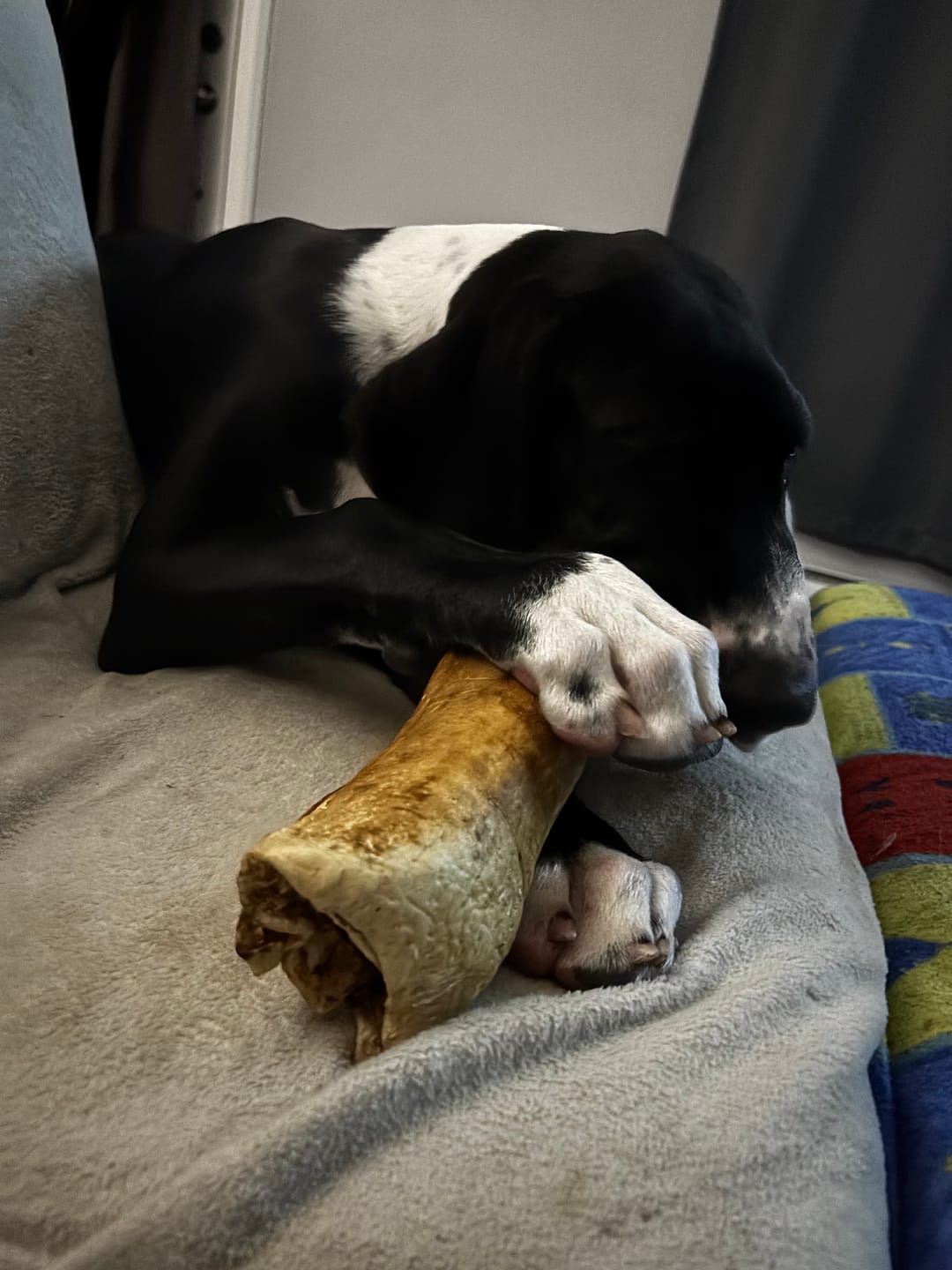 Customer photo review of 10-12 Inch Peanut Butter Cheek Roll