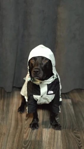 Customer photo review of Cute Waterproof Dog Raincoat Jacket S-5XL Small to Large | Dog Clothes