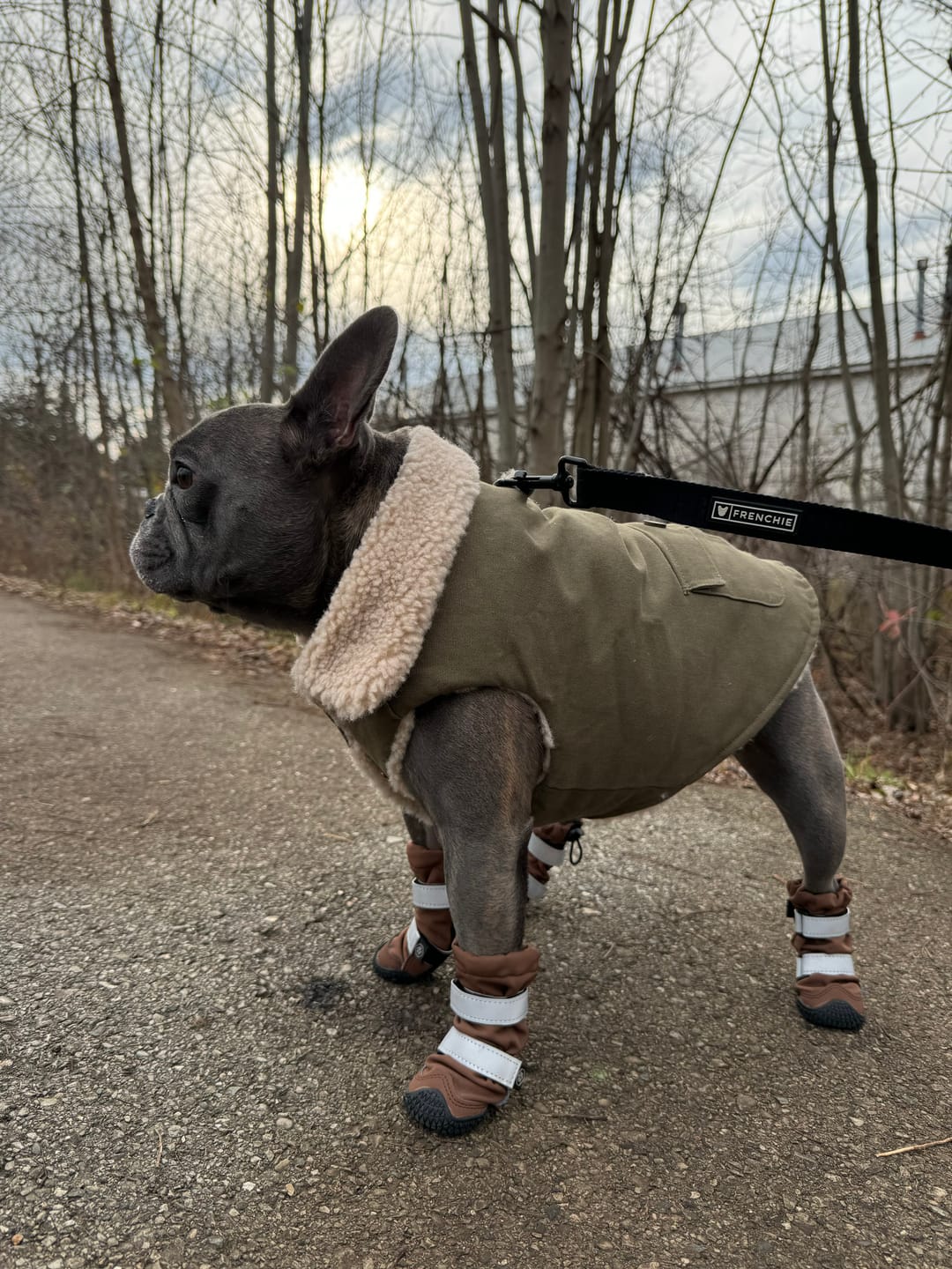 Customer photo review of Flex Shell Waterproof Dog Boots - Green