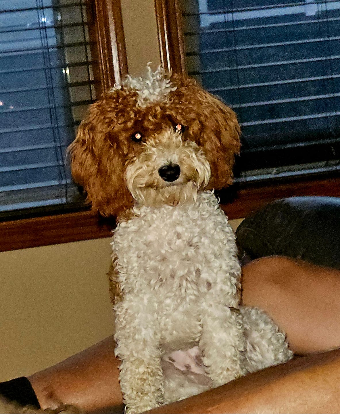 Customer photo review of 6 Inch Jumbo Bully Stick