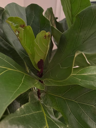 Becky C. review of Plant Food image 1 out of 1