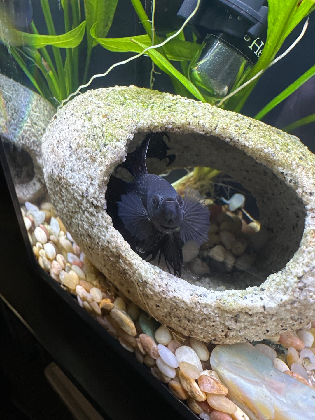 Customer photo review of Black Copper Halfmoon Male Betta Fish