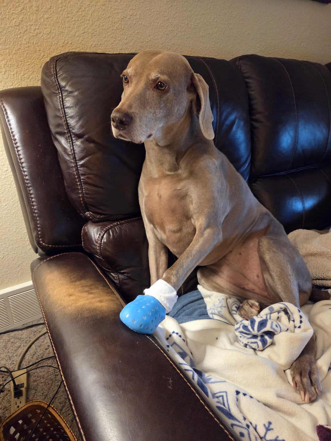 Customer photo review of WagWellie® Mojave Single