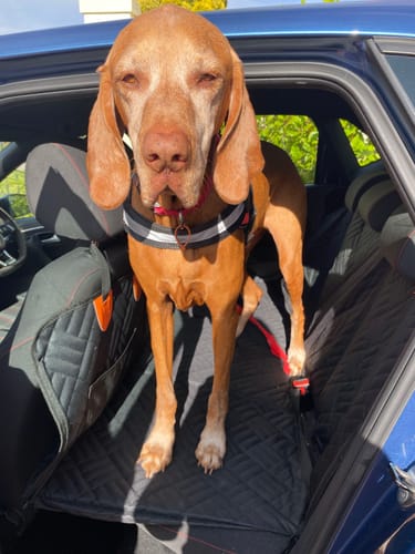 Customer photo review of PupMat 2.0
