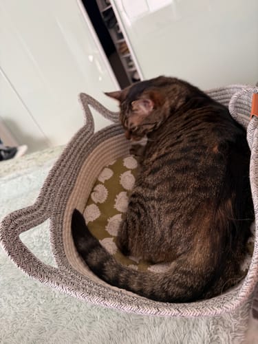 Customer photo review of Instinct Basket | Handwoven & Chemical-Free Cat Territory (Small is out of stock so we're price matching the Large Instinct Basket)