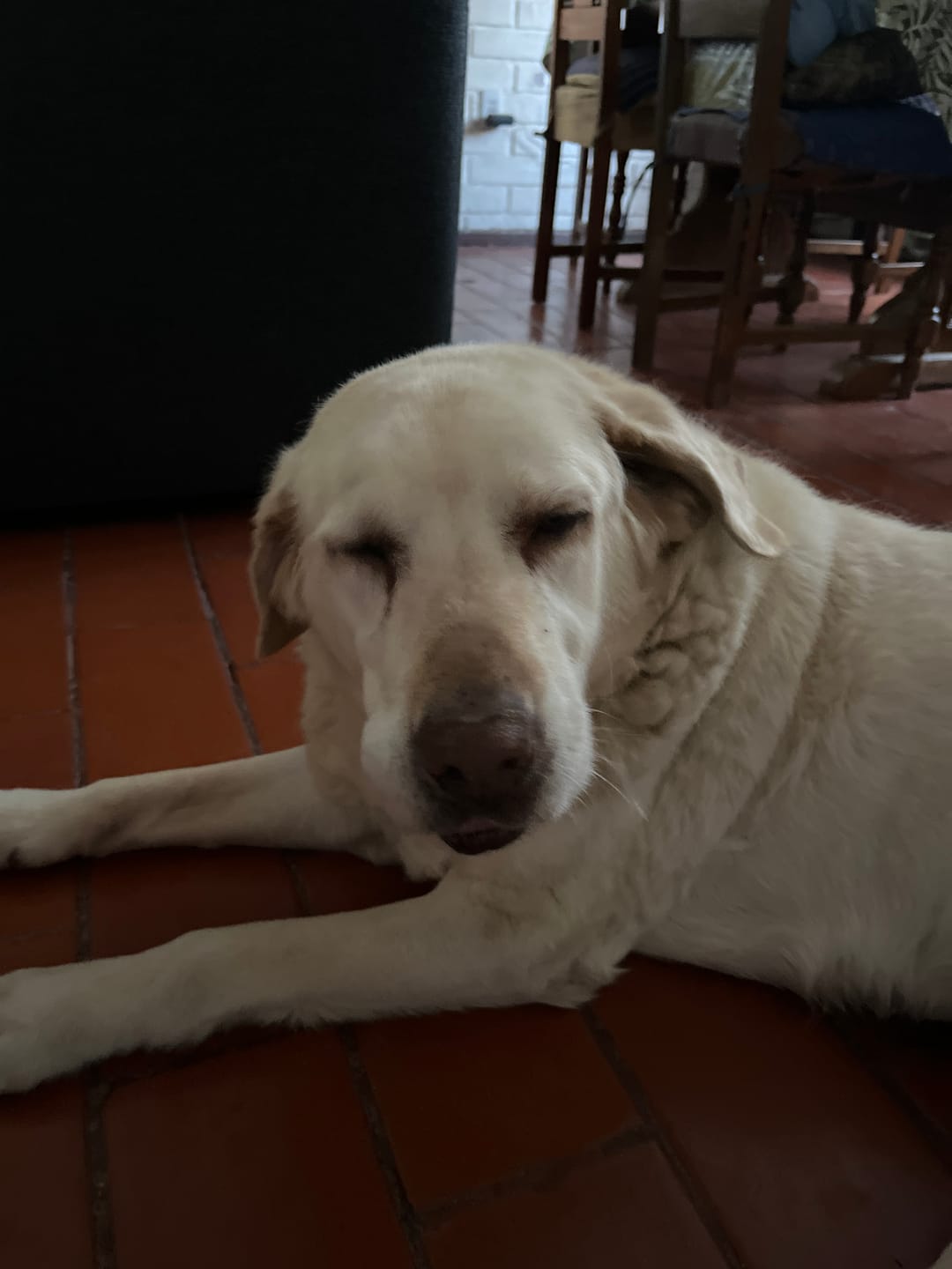 Customer photo review of CHAMPION DOG SENIOR CARNE Y POLLO 18KG