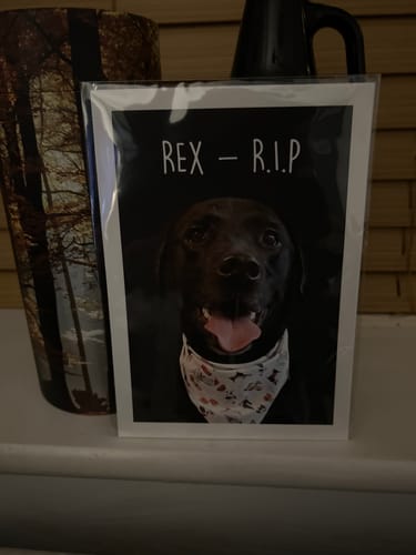 Customer photo review of Classic - Custom Pet Portrait
