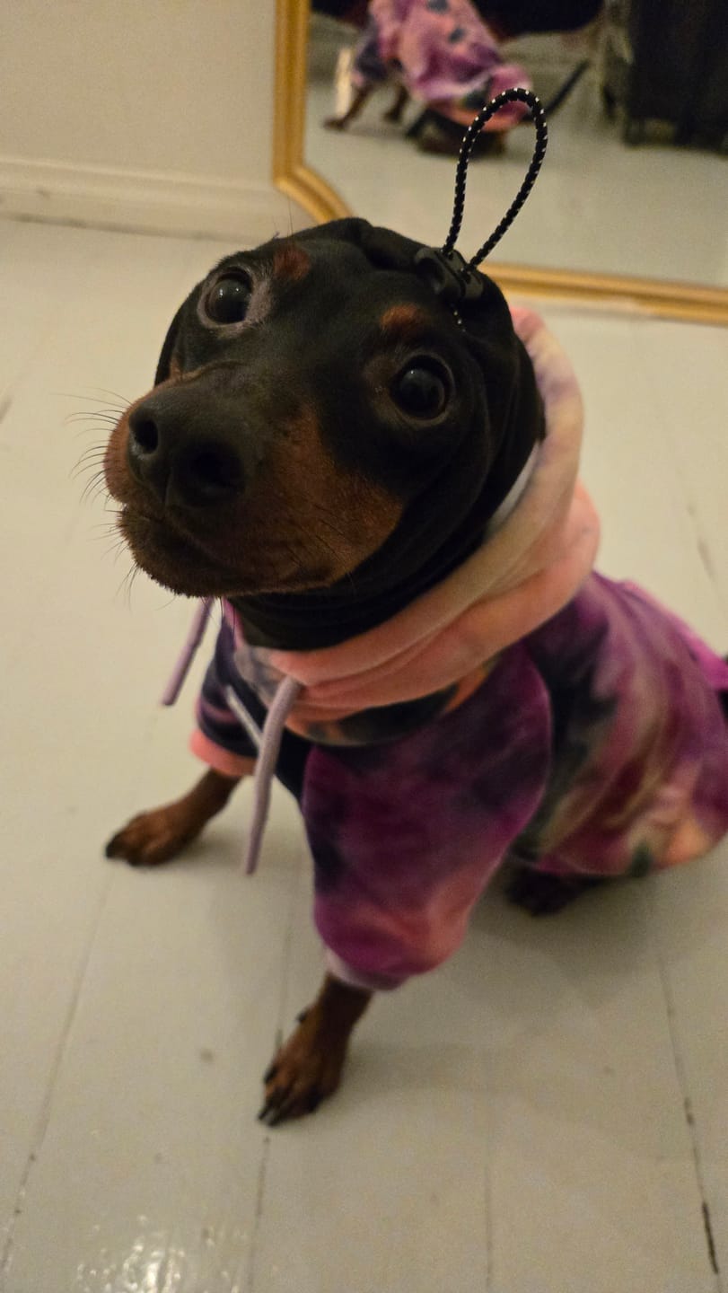 Customer photo review of Anxiety Calming Dog Earmuff Protector