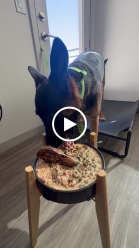 Customer video review of OC Raw Frozen Raw Dog Food - Lamb