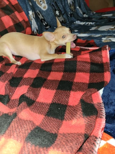 Customer photo review of 4-Stick Yak Chew Pack – Mint, Banana, Strawberry & Pumpkin
