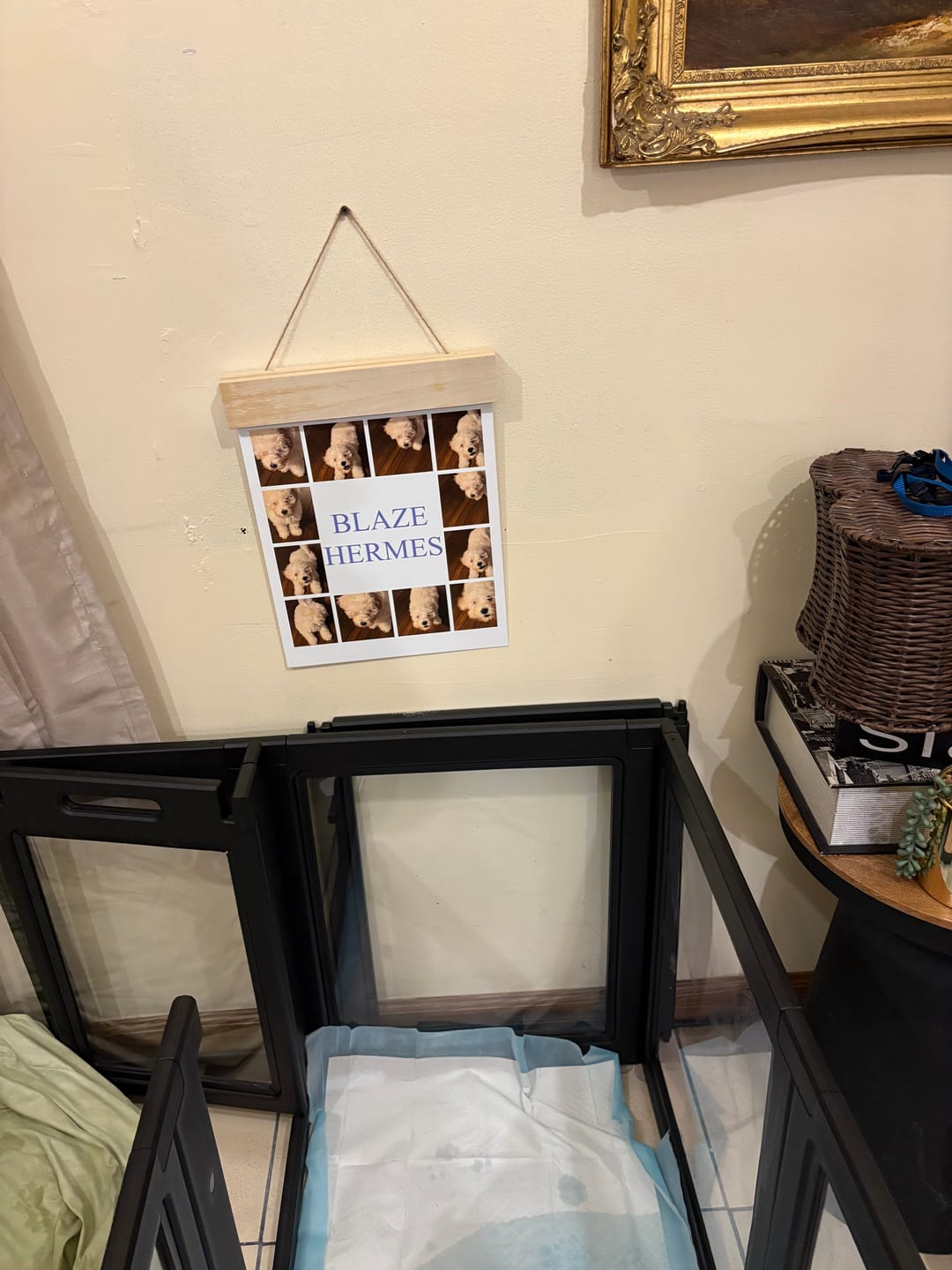 Customer photo review of AuraSpace Acrylic Indoor Dog Playpen for Puppies and Small Dogs