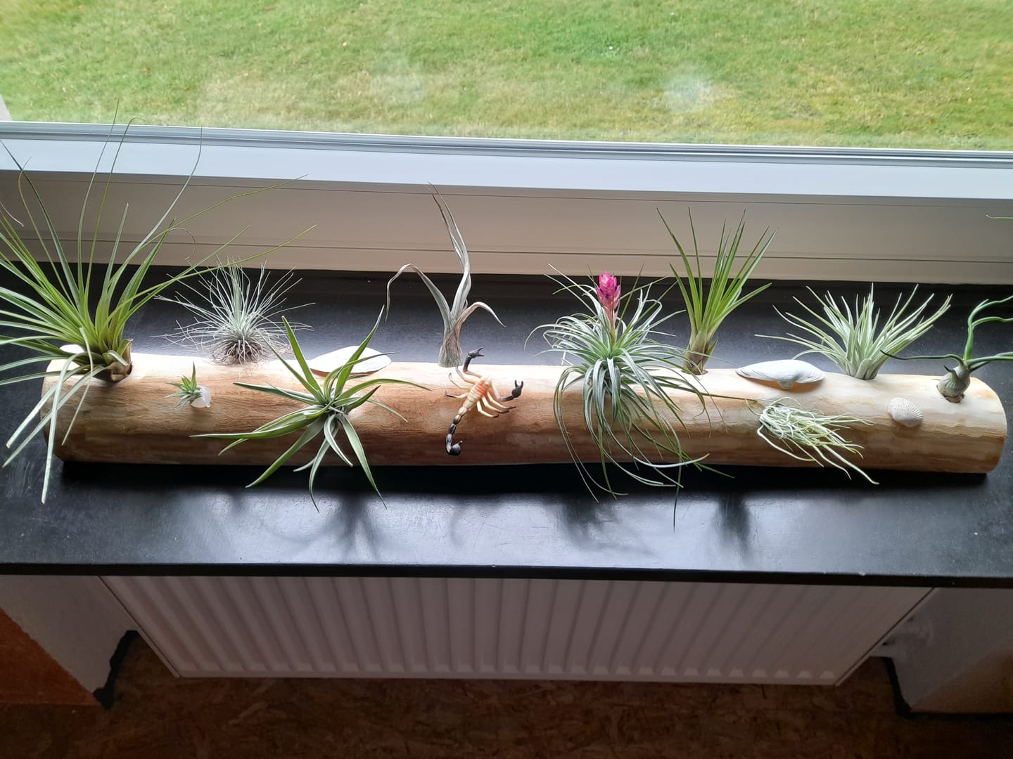 Customer photo review of Tillandsia kammii