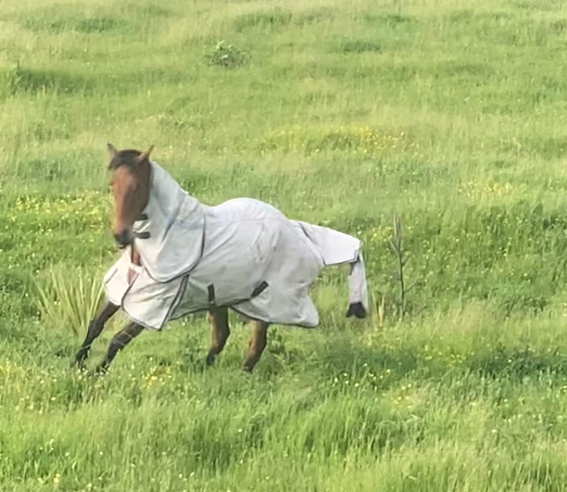 Customer photo review of Weatherbeeta Cotton Summer Sheet Combo - New