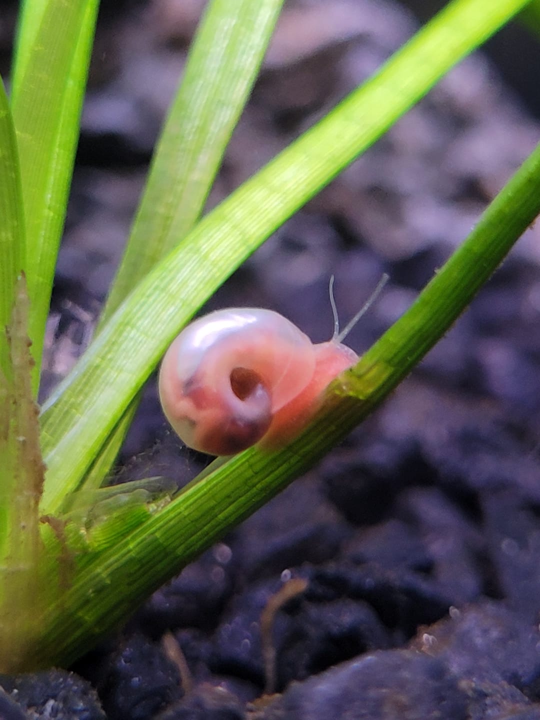 Customer photo review of RAMSHORN SNAILS (ASSORTED BLUE, PINK,GREY,GOLD)