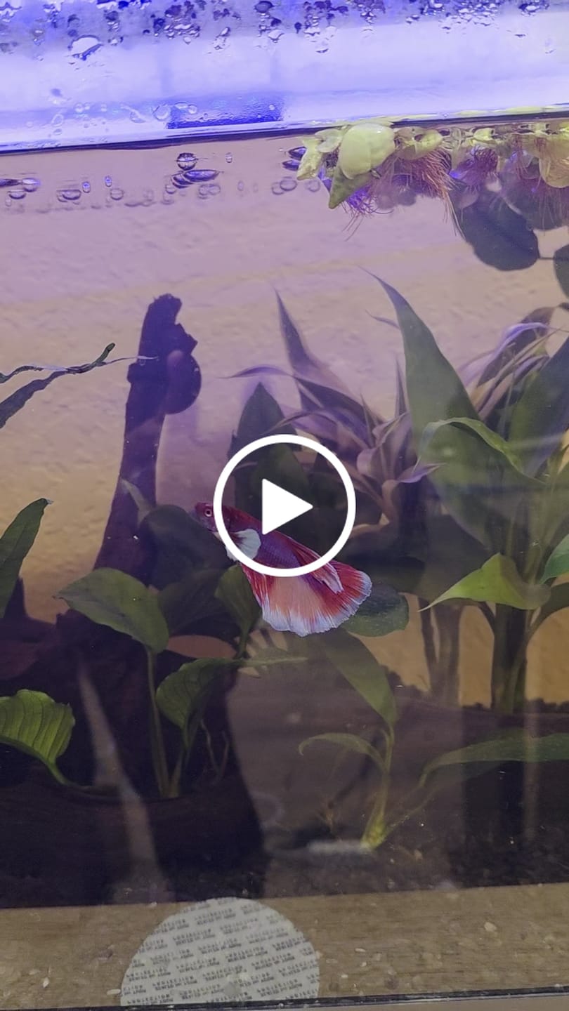 Customer video review of Dumbo Lavender Halfmoon Male Betta Fish