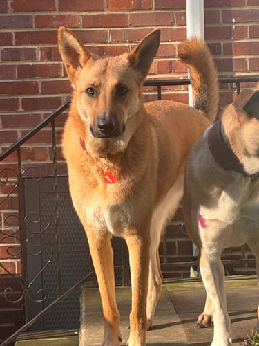 Customer photo review of Adjustable Biothane Quick Release Dog Collar