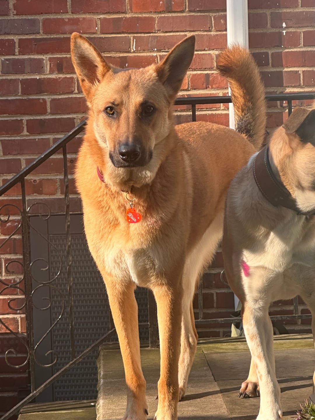 Customer photo review of Adjustable Biothane Quick Release Dog Collar