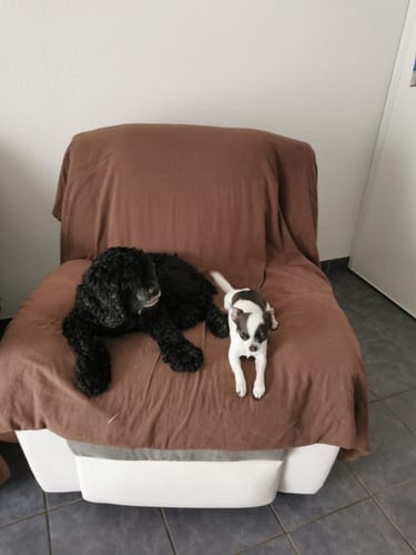 Customer photo review of Complément articulations | 60 bouchées