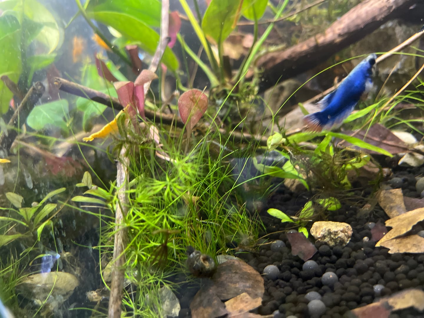 Customer photo review of Orange Sunkist Shrimp