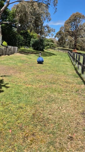 Customer photo review of Herding Ball