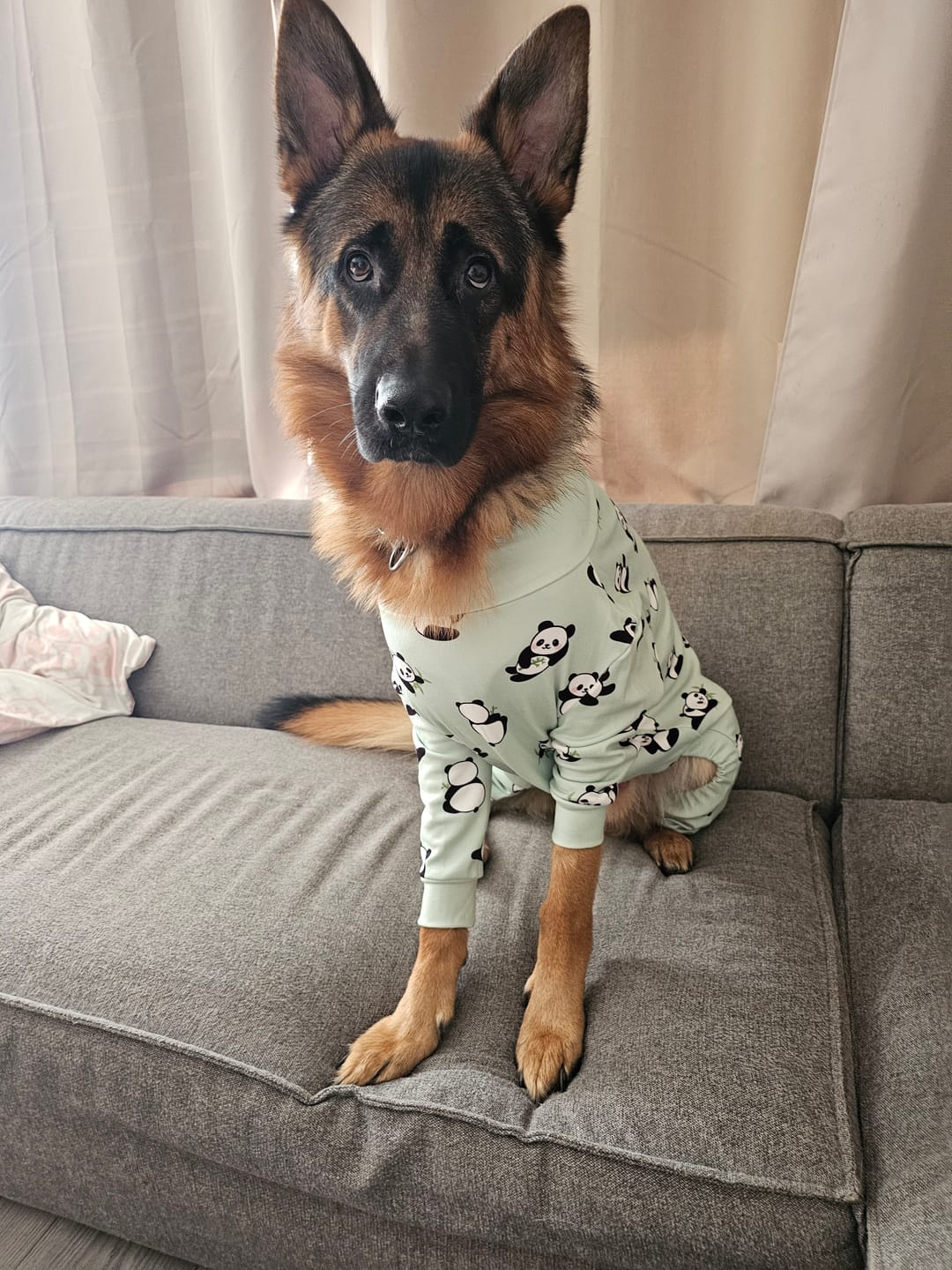 Customer photo review of Dog Pajama - Panda