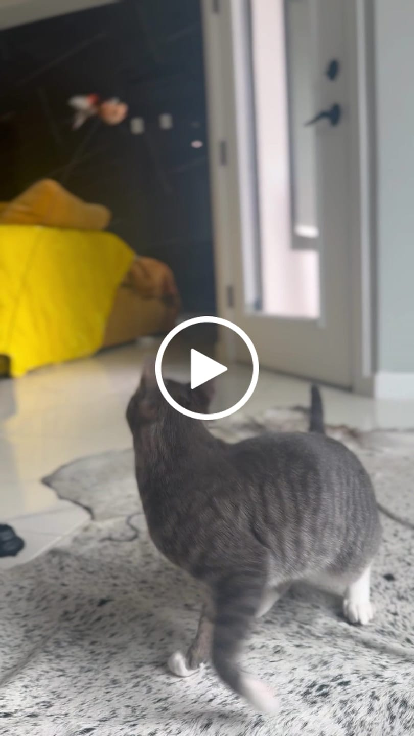 Customer video review of Interactive Bird Simulation Cat Toy Set | Leo's Paw