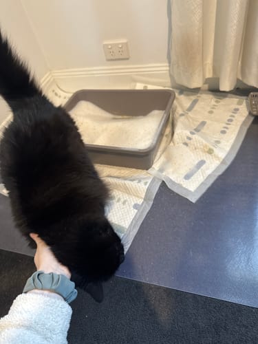 Customer photo review of 1 Month Supply – 1 Cat