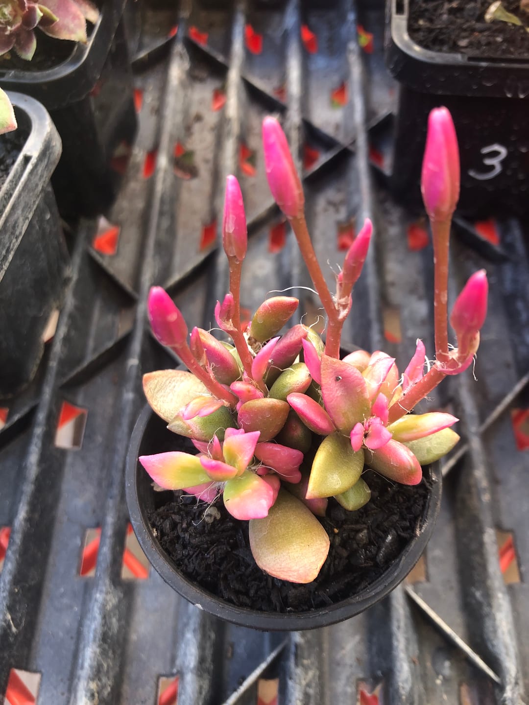 Customer photo review of Anacampseros telephiastrum variegata 'Sunrise'