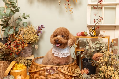 Customer photo review of FunFunPet 高機能ハーネス（お名前タグ作成サービス付き）