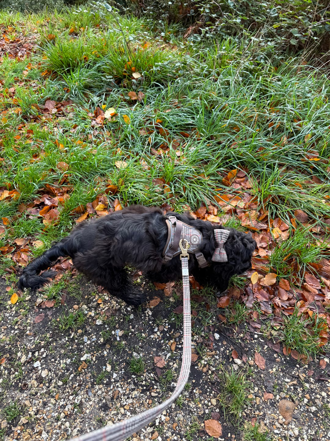 Customer photo review of Dog Lead 5ft - Colour Drops - Heritage Plaid